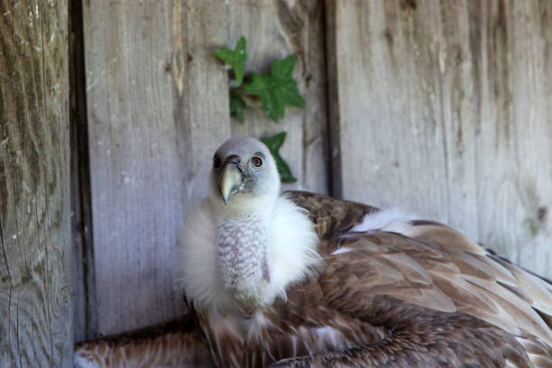istock Vulture is the name of a this bird 995643014