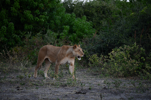 Lions in Botswana - Chobe