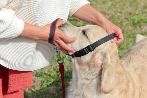 istock handler  puts on a halter on the golden retriever 995658450