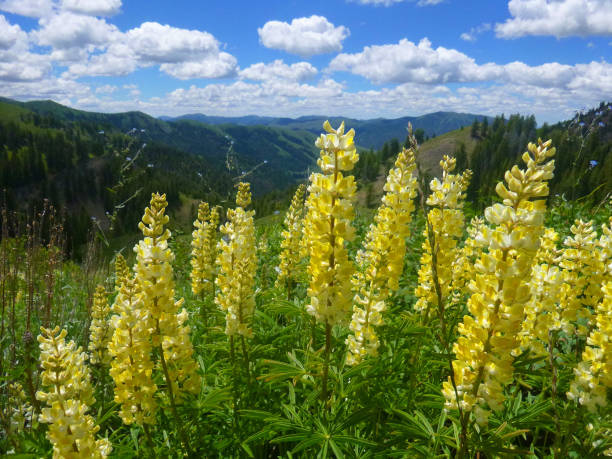 istock Idaho Flower Power Sun Valley area. 995659036