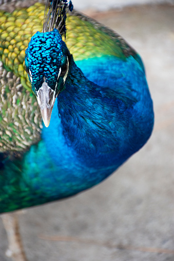 Peacock - Brazilian Exotic Bird