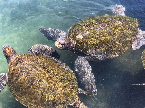istock Turtles swimming in the water 995670274