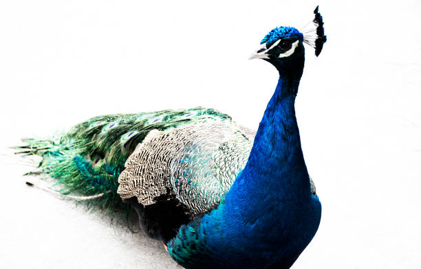 istock Peacock - Pavo cristatus 995676602