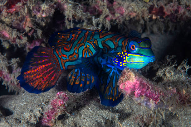 istock A Mandarinfish in Lembeh Strait in Indonesia 995687454