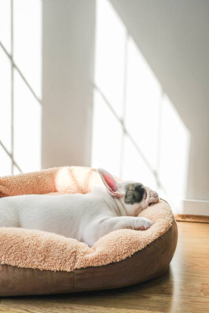 istock French Bulldog Puppy sleeping on dog bed 995691032