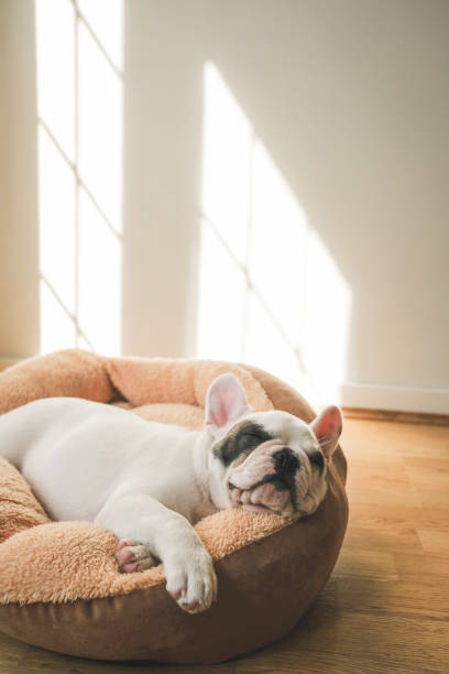 French Bulldog Puppy sleeping on dog bed stock photo