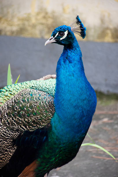 istock Peacock - Pavo cristatus 995691962