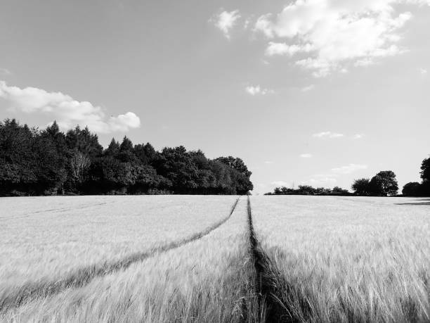 istock Tracks across barley field 995695350