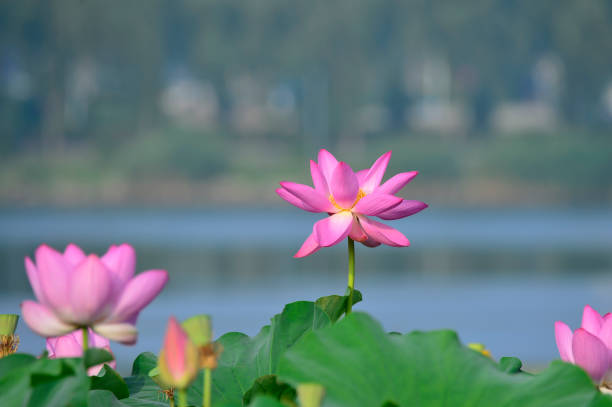 istock Blooming lotus flowers in the park 995704886