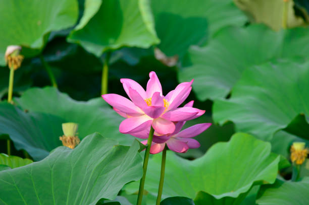 istock Blooming lotus flowers in the park 995711552