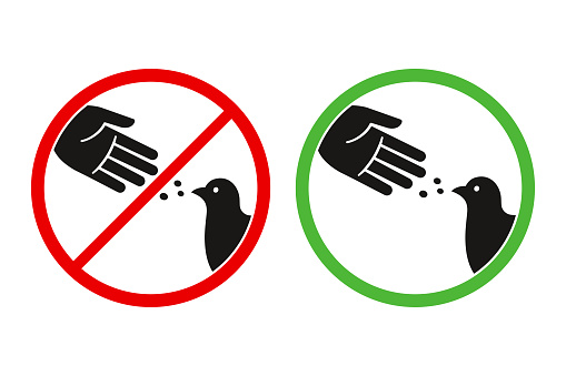 Do not feed the birds warning sign, stylized vector pigeon silhouette and hand symbol in crossed red circle. Feeding animals allowed in green circle.