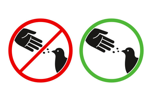 Don't feed birds sign Do not feed the birds warning sign, stylized vector pigeon silhouette and hand symbol in crossed red circle. Feeding animals allowed in green circle. animals feeding stock illustrations