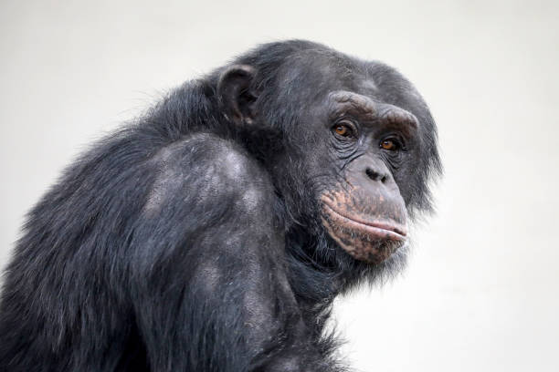 istock Adult Chimpanzee portrait 995711654