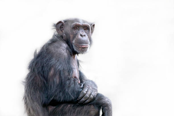 istock Adult Chimpanzee portrait 995712196