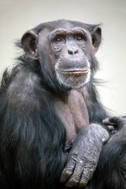 Image of a chimpanzee biting a tree trunk ,Monochrome