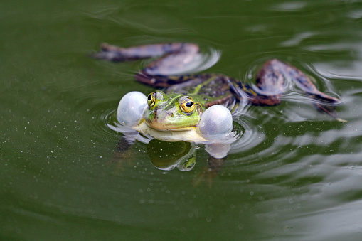 True frog in pond