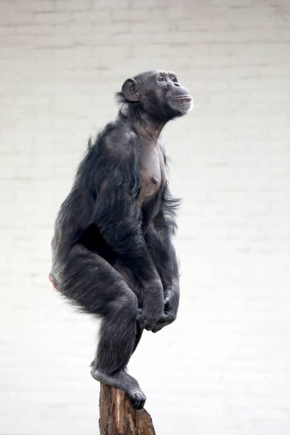 Monkey relaxing in its enclosure at the zoo.