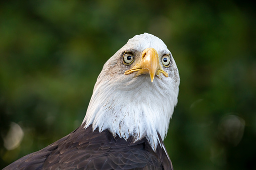 Portrait of American Bald Eagle isolated on a white background.