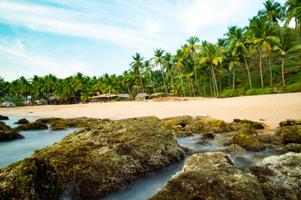 istock Long exposure. Beautiful and relaxing beach flanked by green palm trees at sunset. Varkala, Kerala, India. 995716962