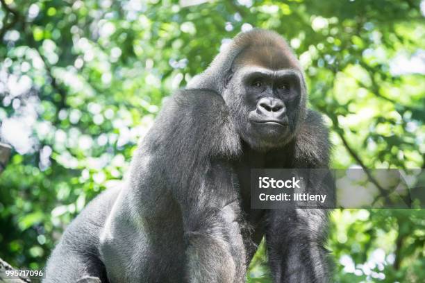 Photo libre de droit de Gorille banque d'images et plus d'images libres de droit de République du Congo - République du Congo, Gorille, Gorille mâle à dos argenté