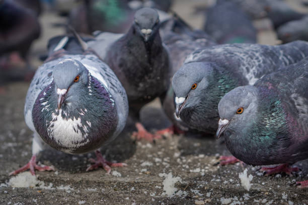 Pigeons in the park eating bread crumbs