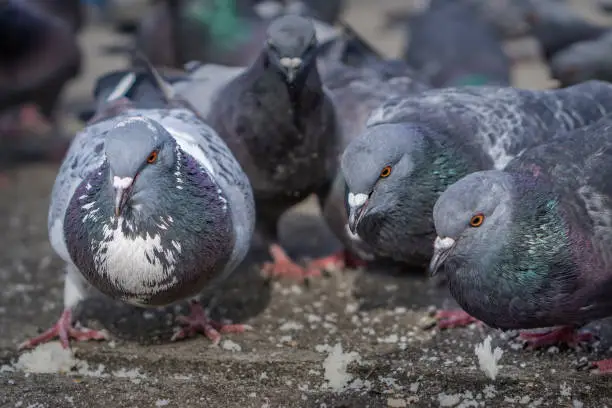 Photo of Pigeons in the park eating bread crumbs