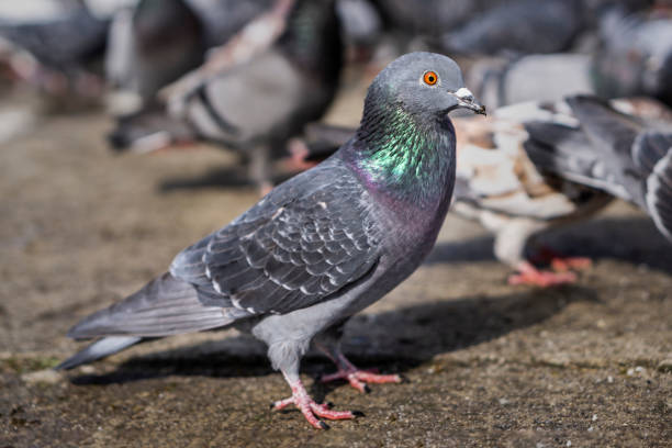 istock Pigeons in the park eating bread crumbs 995717244