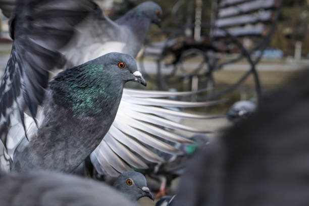 istock Pigeons in the park eating bread crumbs 995717246