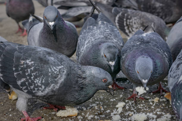 istock Pigeons in the park eating bread crumbs 995717250
