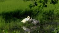 istock Swan with chicks on the lake 995717336
