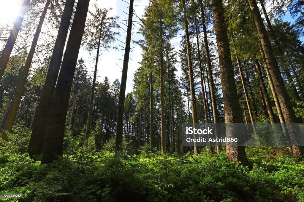 A beautiful green forest in Bavaria Allgau Stock Photo