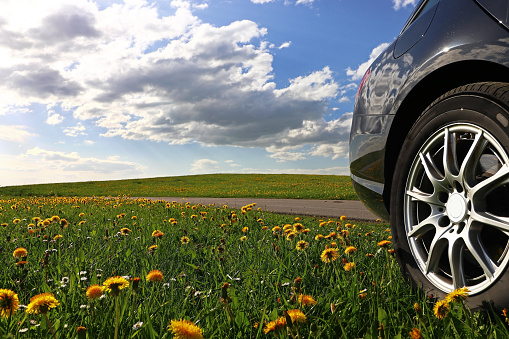 Into nature by car. A black car stands in a dandelion meadow