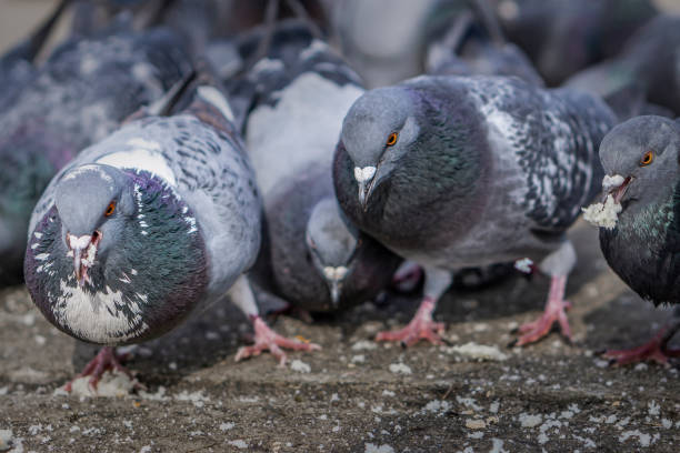 istock Pigeons in the park eating bread crumbs 995719942