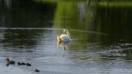 istock A beautiful swan on the lake 995720002