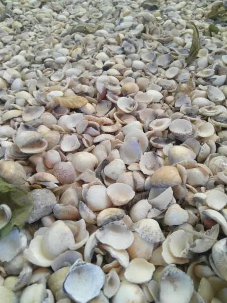 Seashell floor