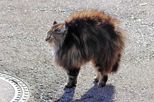 A Norwegian Forest Cat is evil and makes a cat hump. A cat grows up and threatens