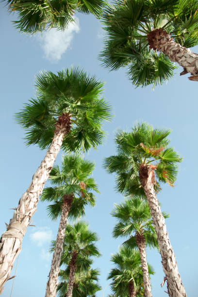 istock View looking up from the ground to blue sky and green palm trees 995733256