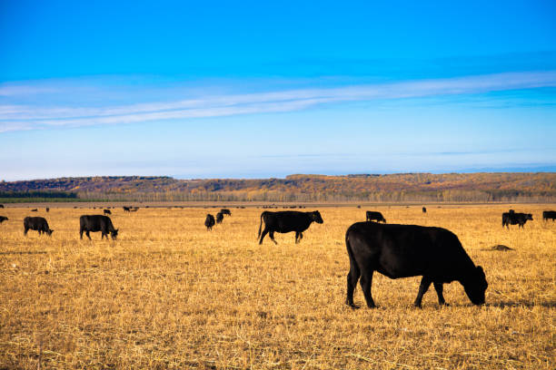 Black Angus Bulls on the meadow stock photo