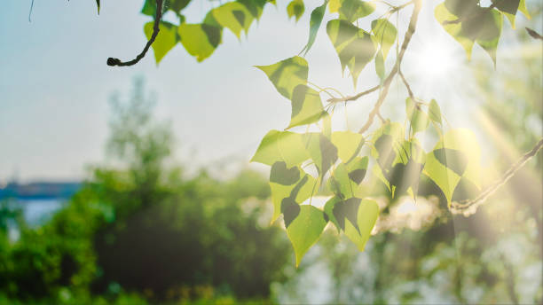 istock Day light in the birch tree park with harsh shadows 995735756