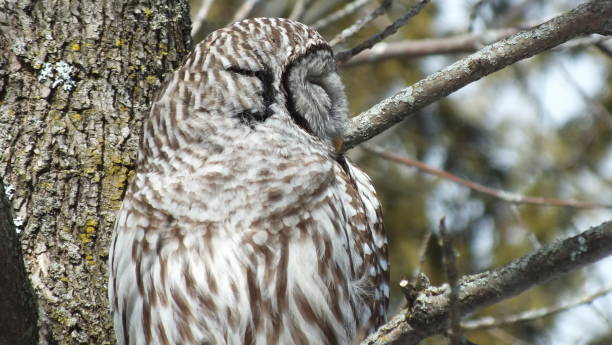 istock Barred Owl in the wild 995736248