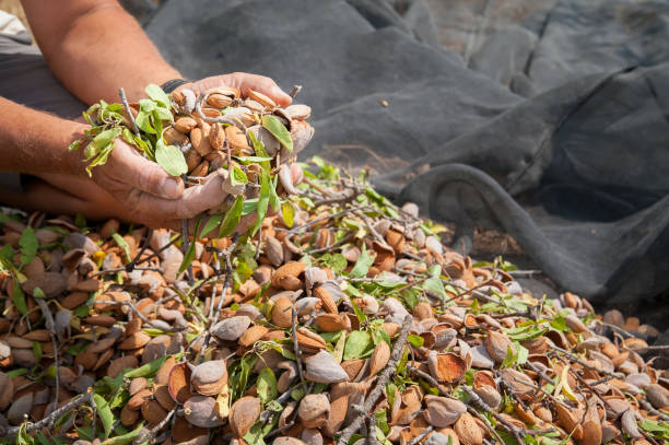 Almond harvest time A farmer holding a handful of just picked almonds during harvest season noto sicily stock pictures, royalty-free photos & images