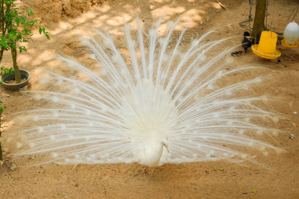 istock White peacock walking on the ground. 995744734