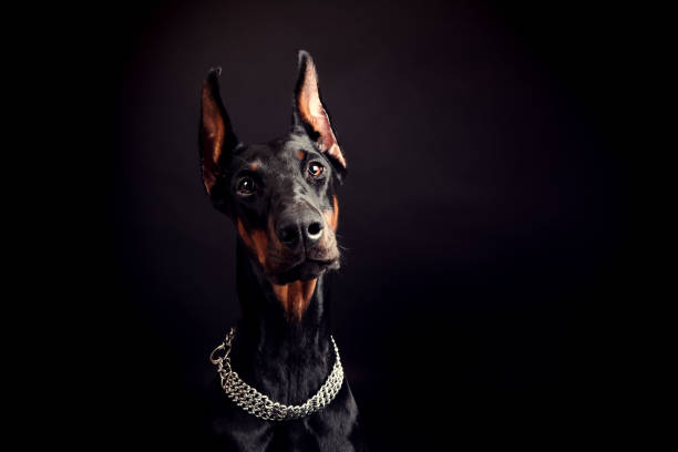 istock beautiful doberman pinscher close-up on a black background 995744904