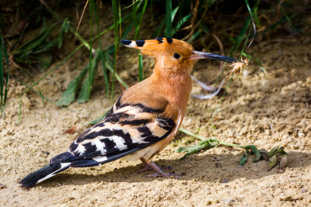 Close-up of Eurasian Hoopoe. The bird has just caught cricket in its beak.