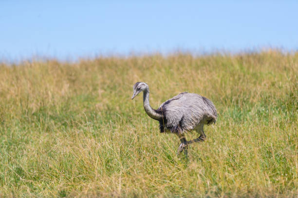 istock Emu in a grassy field 995757878