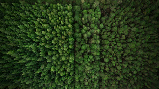 緑の森と国の風景の空撮 - landscape green tree leaf ストックフォトと画像