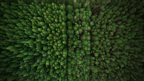 Aerial View of Green Forest and Country Landscape Aerial View of Green Forest and Country Landscape treetop stock pictures, royalty-free photos & images