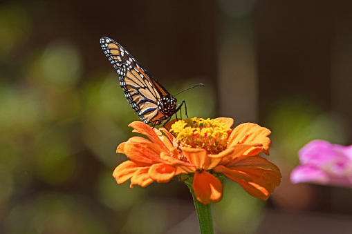 butterfly on the flower