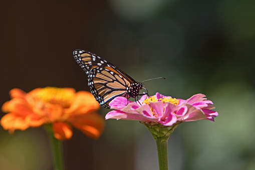 monarch butterfly collecting pollen on a flower