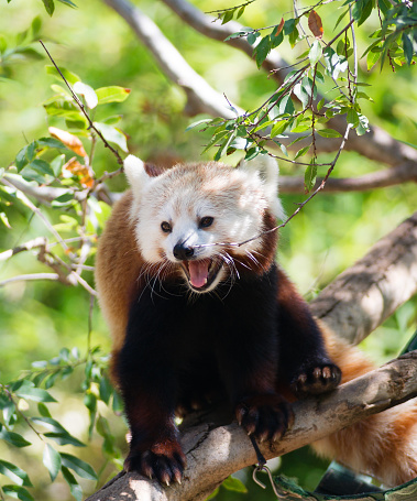 A Red Panda goes high for some nutrients in Bamboo  leaves